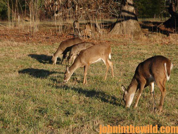 Why and How Marylands Nuisance Deer Hunts Are Held 3