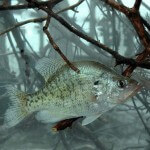 Brian Carter on Fishing Summertime Brush Piles and John E. Phillips on Night Fishing for Crappie