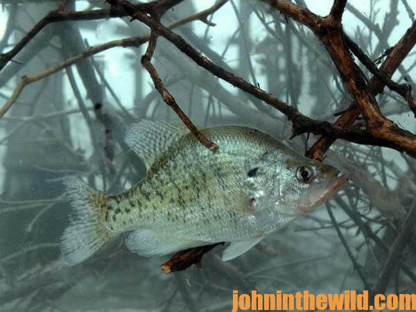 https://johninthewild.com/wp-content/uploads/2015/08/Brian-Carter-on-Fishing-Summertime-Brush-Piles-and-John-E.-Phillips-on-Night-Fishing-for-Crappie-1.jpg