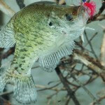 Catching Big Crappie with Brute Force