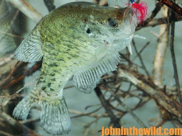 Catching Big Crappie with Brute Force - John In The WildJohn In