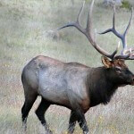 J. R. Avid Hunter Keller Shares Five Tips for Taking Bigger Bull Elk