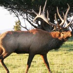 Hunting Bedded Elk with Wayne Carlton
