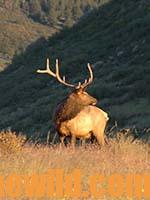 J. R. Avid Hunter Keller Shares Five Tips for Taking Bigger Bull Elk13