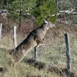 Learn about Deer Before the Season with Dr. Robert Sheppard