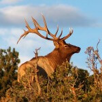 More on Hunting Elk by Wayne Carlton