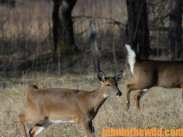 Scouting Hunters Will Help You Have More Success During Deer Season15
