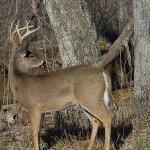 Trying New Tactics Before Deer Season Starts – An Important Key to Deer Hunting Success