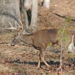 Bowhunting Deer by Having the Proper Tree Stand and Using the Right Location