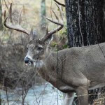 Deer Hunting Apps to Improve Your Bowhunting