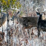 Identify Places to Hunt after Patterning Deer