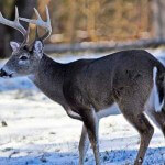Questions to Ask Yourself on the Day You Plan to Hunt Deer