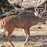 Recover Deer by Identifying Every Sign