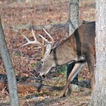 The Hunt for the Big Buck Deer