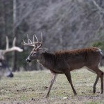 Funnel Deer with Hunting Pressure