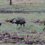 More Equipment Needed for Successful Turkey Hunting