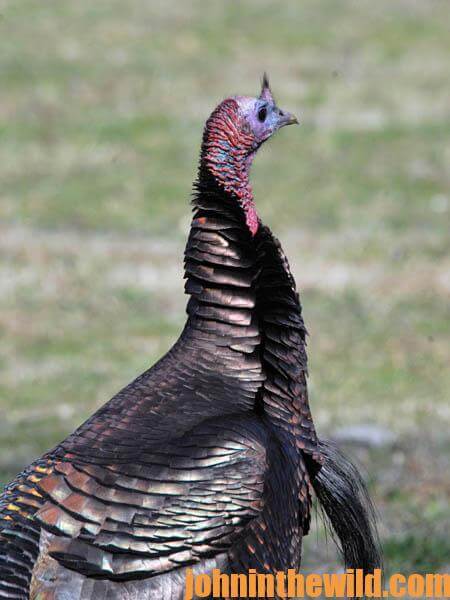 Turkey Hunting Equipment You May Not Have Considered Needing13