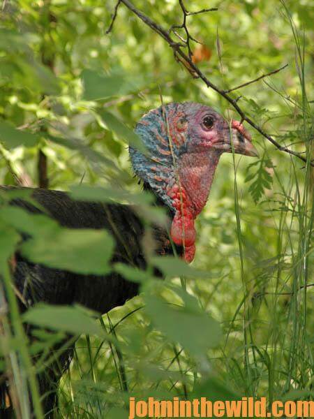Turkey Hunting Equipment You May Not Have Considered Needing15