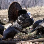 Turkey Hunting Equipment You May Not Have Considered Needing