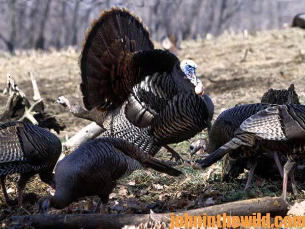 You Need a Hunting Vest, a Sharp Knife, a Camera and a Sleep Machine for the Best Turkey Hunts17