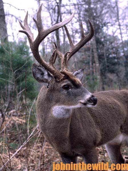 What’s A Deer’s Home Range - John In The Wildjohn In The Wild 