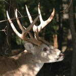 Weather and Wind Influence a Buck Deer to Not Come to You