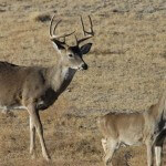 Texas Deer Management Can Help You Produce More and Bigger Bucks