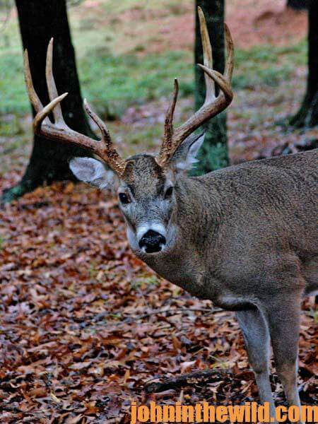 05 Why Smart Deer Bucks Live