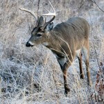 Why Smart Deer Bucks Live
