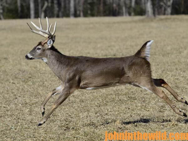 09 Dr. Jim Nelson Tells Us How and Where to Aim at a Running Buck