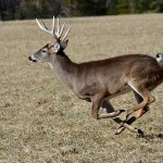 Dr. Jim Nelson Tells Us How and Where to Aim at a Running Buck