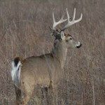 How Deer React to Hunting Pressure
