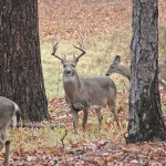 How to Identify a Place to Take Buck Deer in December