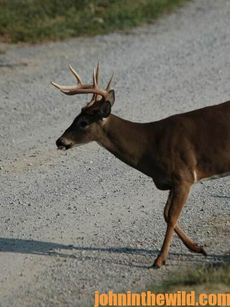 18 Where Deer Will Hide During Intense Pressure
