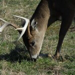 The Three Elements – Primarily Food – That Cause Deer to Move with Dr. Keith Causey
