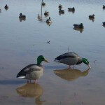 Numbers of Ducks and Specklebelly Geese in Louisiana