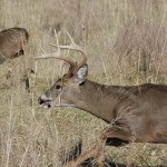 Learn about Variable Wind Conditions to Harvest Deer