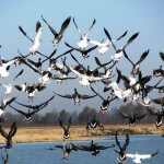 Hunting Tough Snow Geese
