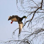 Calling the Shots for Waterfowl