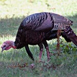 What Turkey Guide Doug Shipp Has Learned from Hunting Turkeys