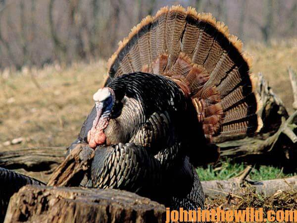 The Hardest Turkey Hunt Ever with Bob Walker - John In The