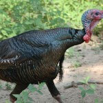 Mistakes Turkey Hunters Make with Guide Scott Hendry