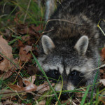 Raccoons are a Bigger Problem in the East than Coyotes in the West