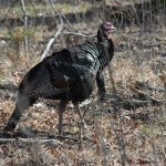 Working with a Buddy to Take the Shot-At and Spooked Turkeys with David Hale