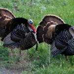 For the Most Exciting Hunting Chase Wild Turkeys and Eat Them
