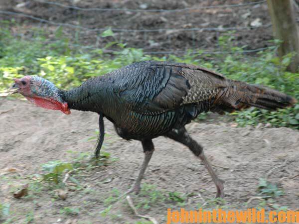 10 Learning More about Turkeys by Buddy Hunting