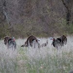 Doubling on Turkeys Is Fun – Here are Some Tactics That Work