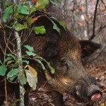 Hunt Wild Pigs and Use Their Delicious Meat
