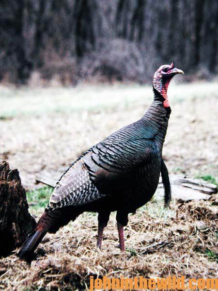 14 Get Into Public Lands Early to Take a Turkey