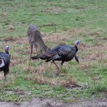 You Can Learn to Hunt Turkeys with No Experience and Not Knowing Any Turkey Hunters